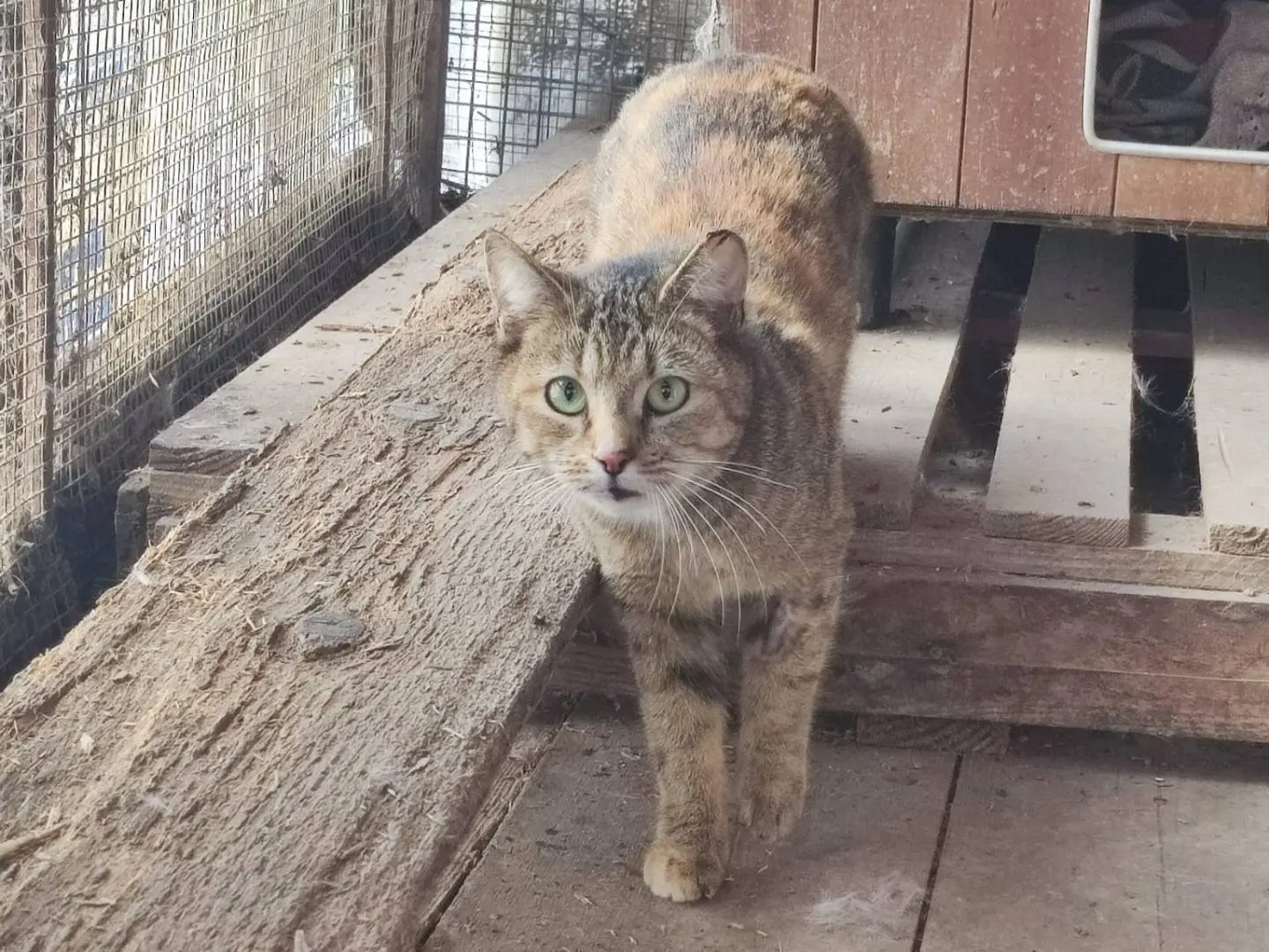 Adotta un gatto, taglia non valida, femmina, Parma