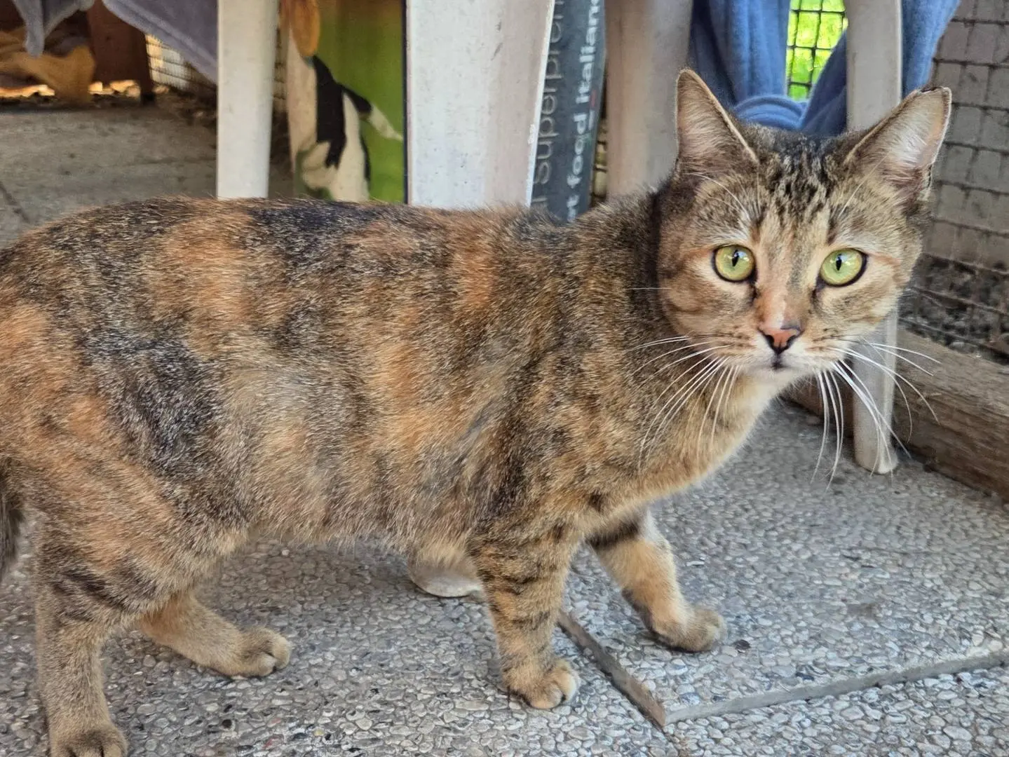 Adotta un gatto, femmina, 2 anni, Parma