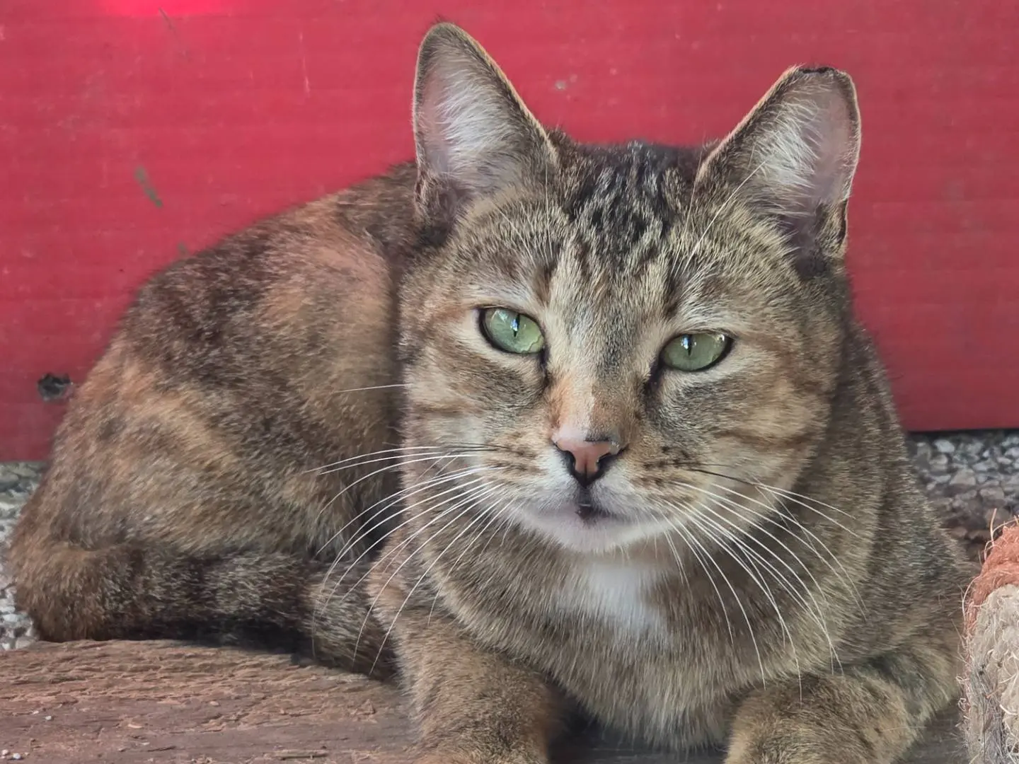 Adozione gatto, femmina, Razza sconosciuta Razza sconosciuta, 2 anni, taglia non valida, Parma