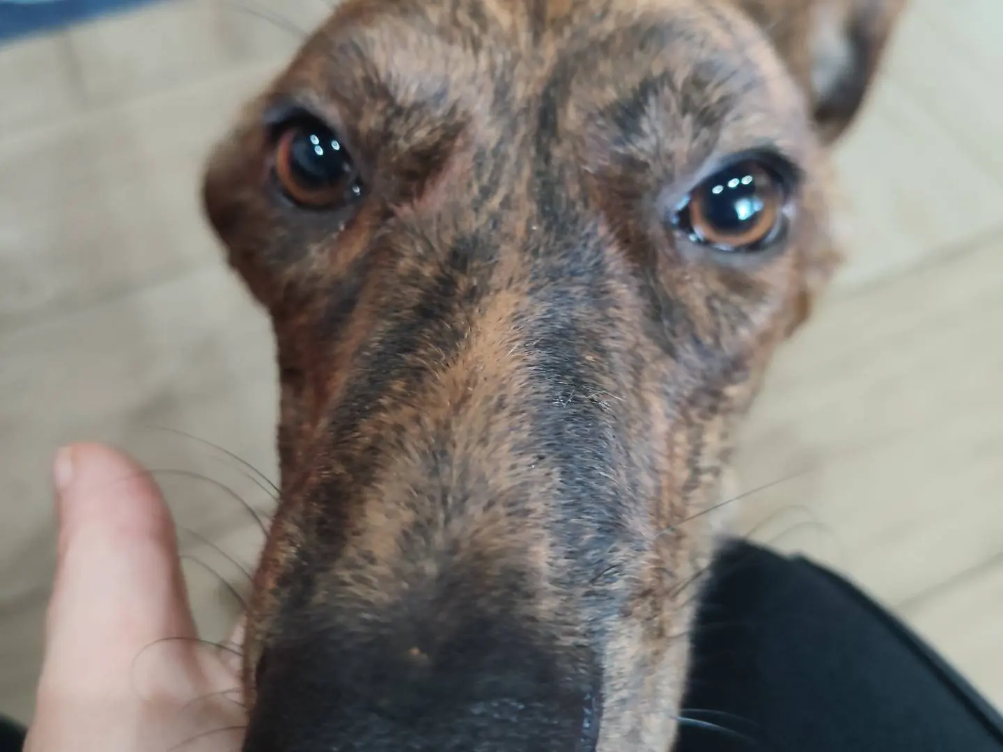 Adotta un cane, femmina, 9 mesi, Catanzaro
