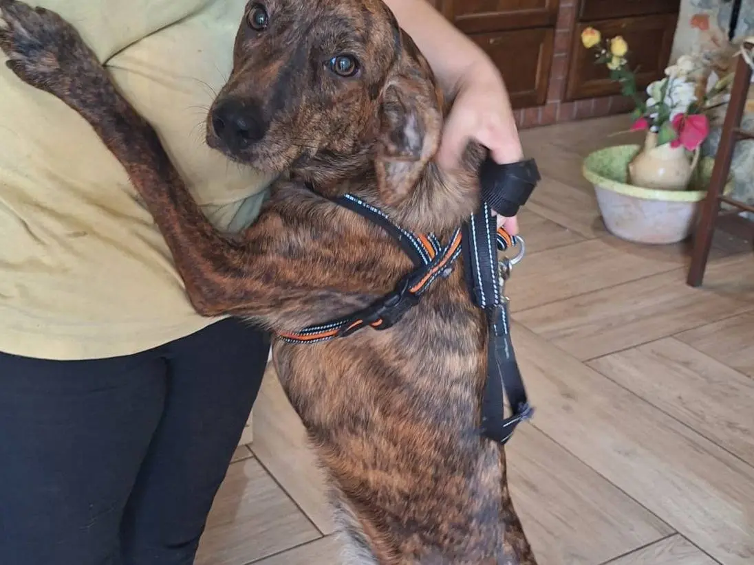 Adozione cane, femmina, Razza sconosciuta Razza sconosciuta, 9 mesi, taglia media, Catanzaro