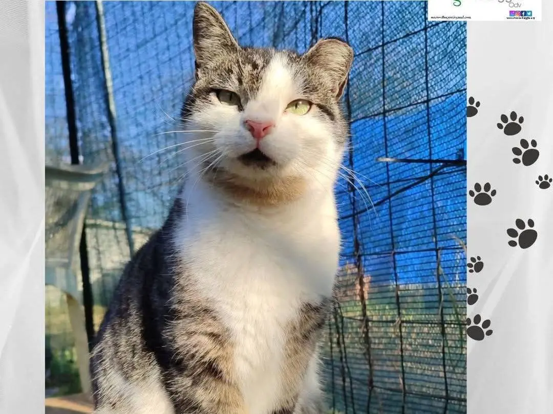 Adozione gatto, femmina, Razza sconosciuta Razza sconosciuta, 1 anno e 5 mesi, taglia non valida, Torino