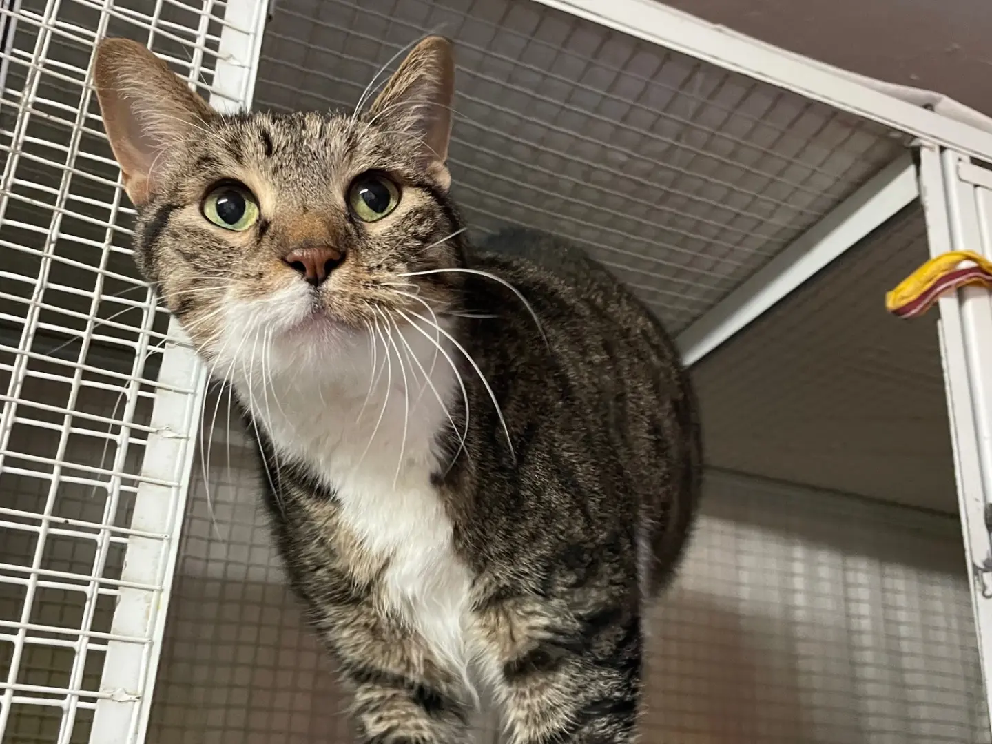 Adozione gatto, maschio, Razza sconosciuta Razza sconosciuta, 12 anni e 9 mesi, taglia non valida, Milano