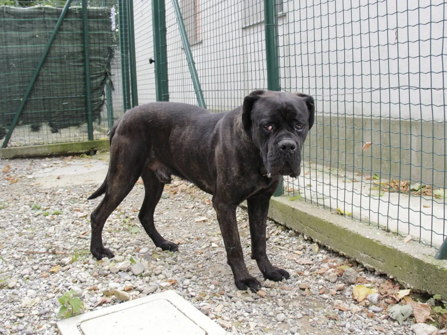 Adotta un cane, maschio, 6 anni, Lodi