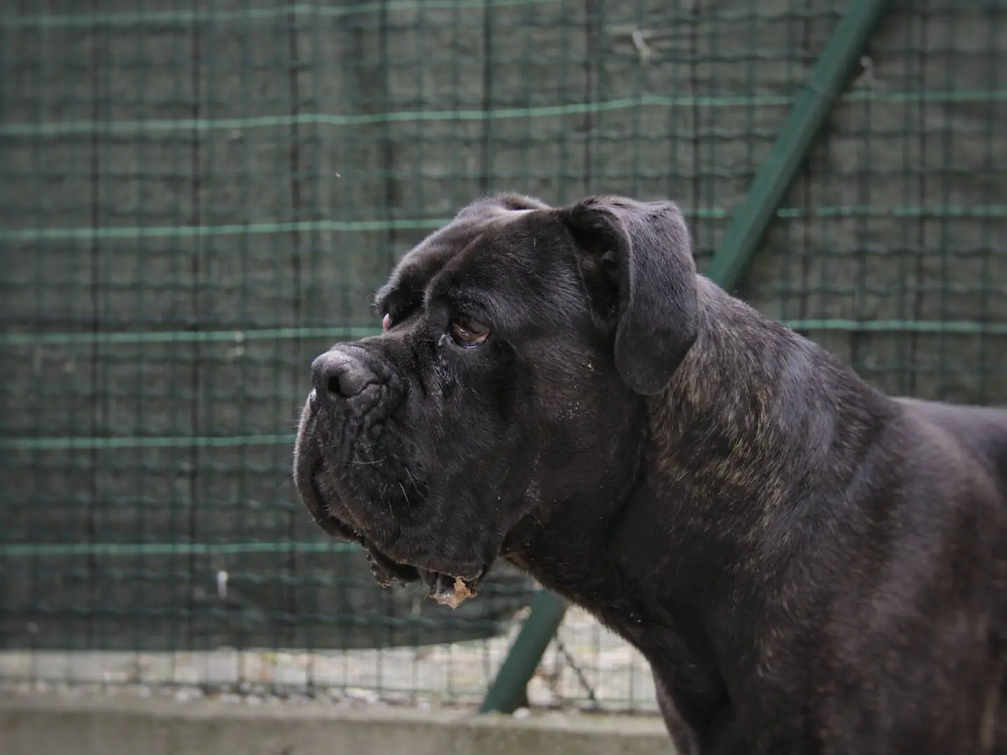 Adozione cane, maschio, Corso Razza sconosciuta, 6 anni, taglia gigante, Lodi