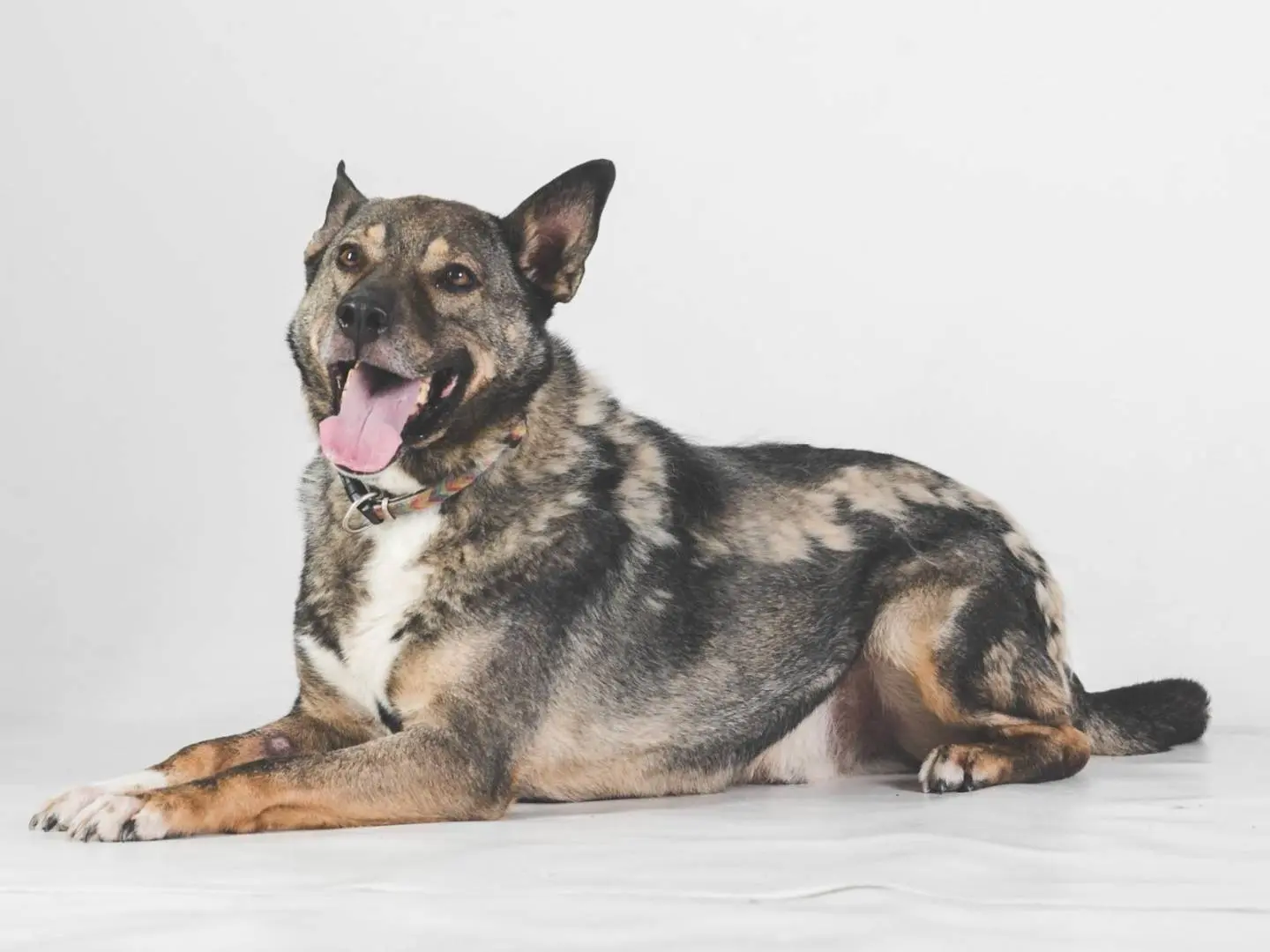Adotta un cane, maschio, 8 anni e 9 mesi, Pavia
