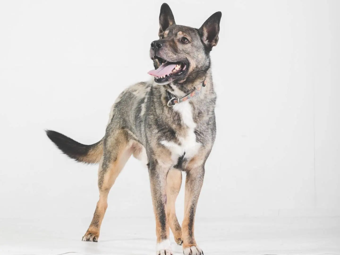 Adotta il cane MILAGRO a Pavia