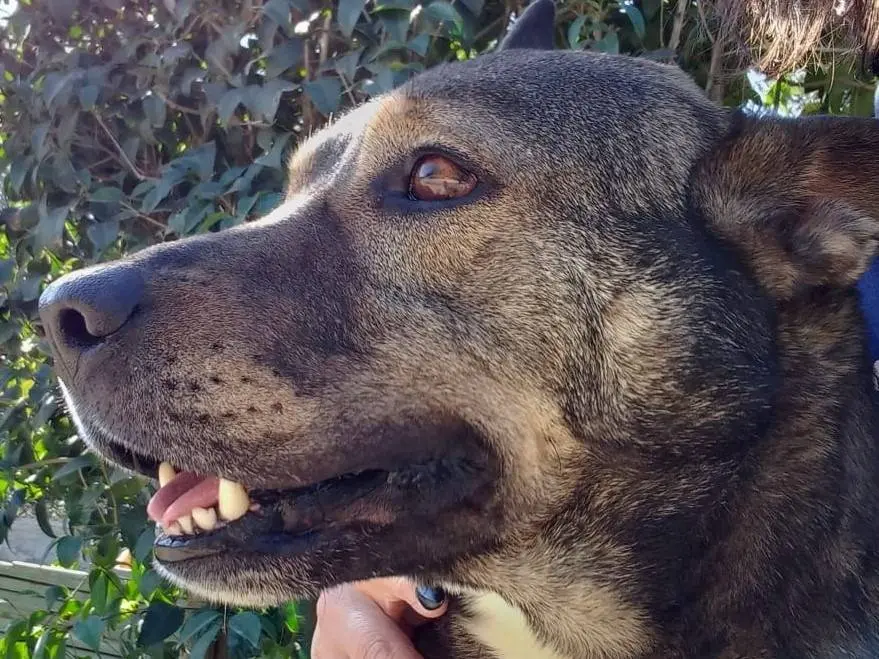 Adozione cane, maschio, Razza sconosciuta Razza sconosciuta, 8 anni e 9 mesi, taglia grande, Pavia
