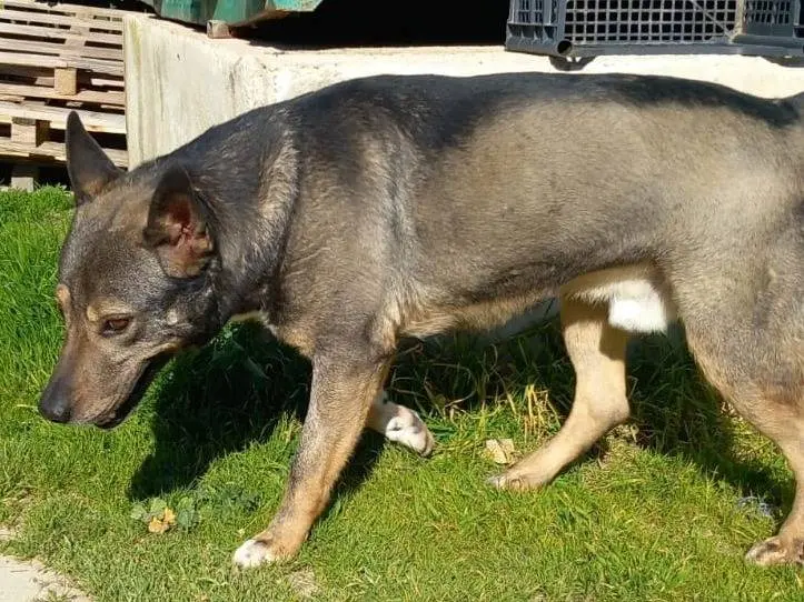 Adotta un cane, taglia grande, maschio, Pavia