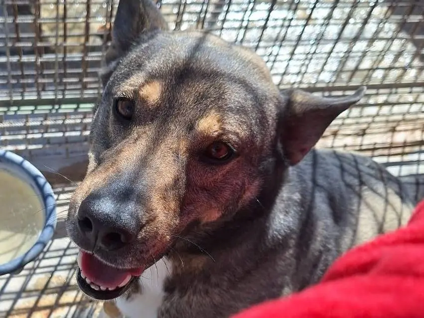 Vuoi adottare un cane a Pavia?