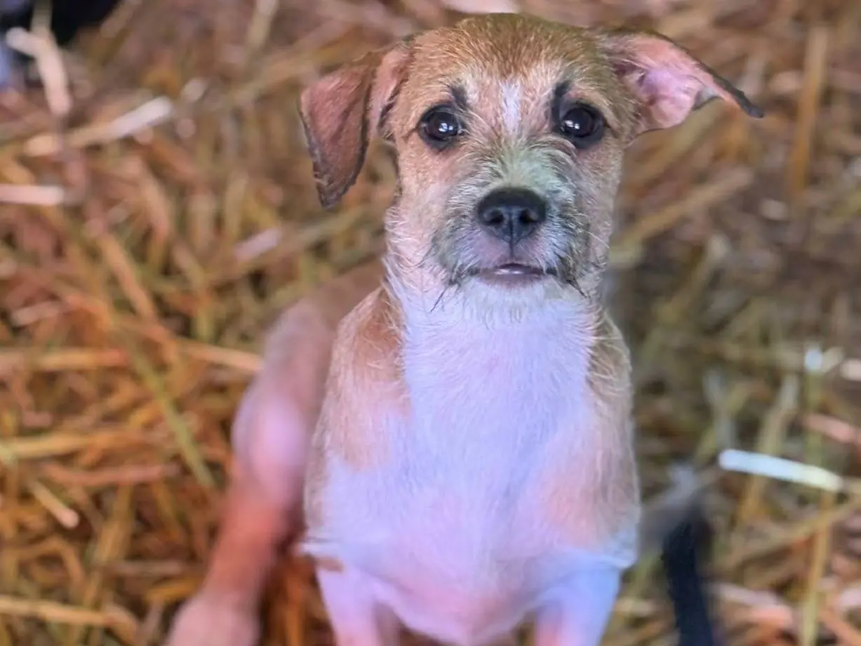 Adotta il cane TARA a Firenze