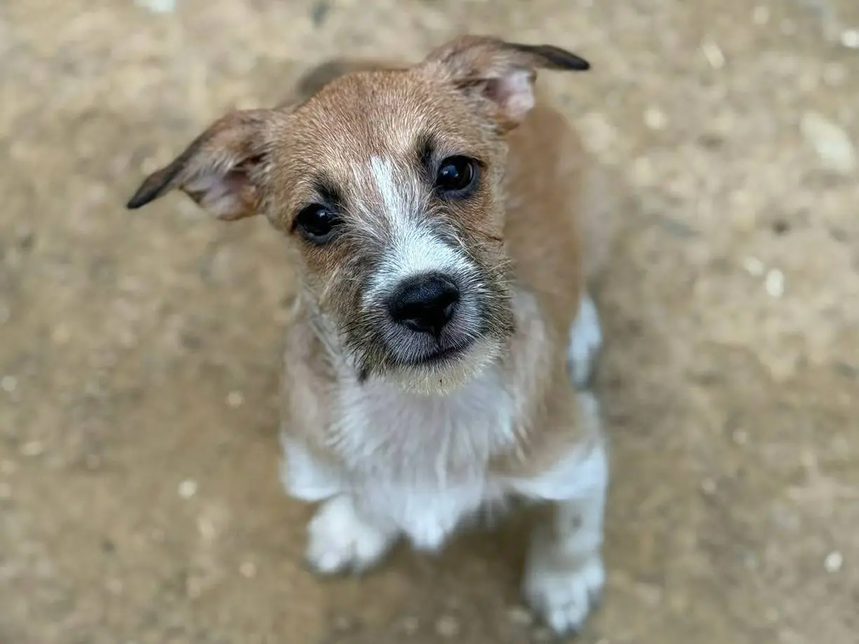 Adotta un cane, taglia piccola, femmina, Firenze