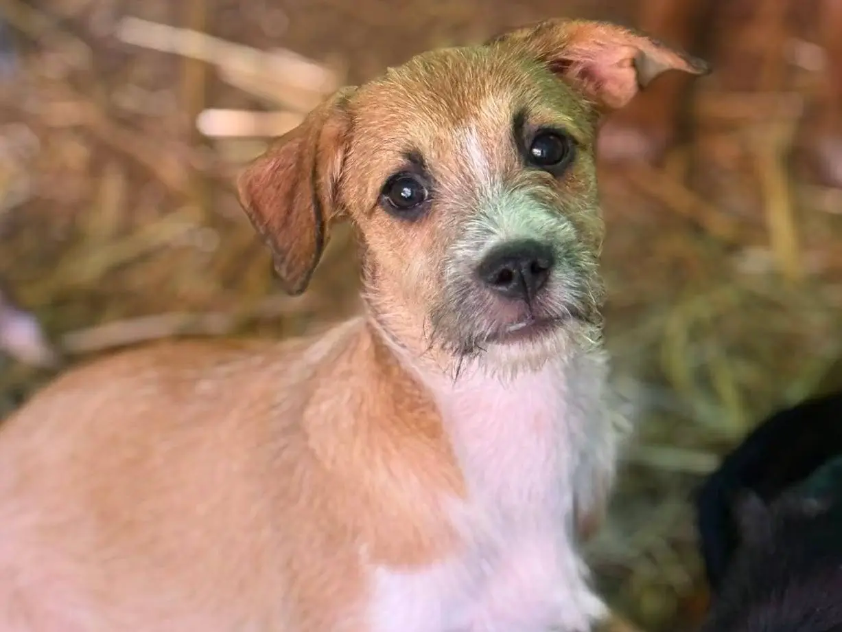 Adozione cane, femmina, Razza sconosciuta Razza sconosciuta, 6 mesi, taglia piccola, Firenze
