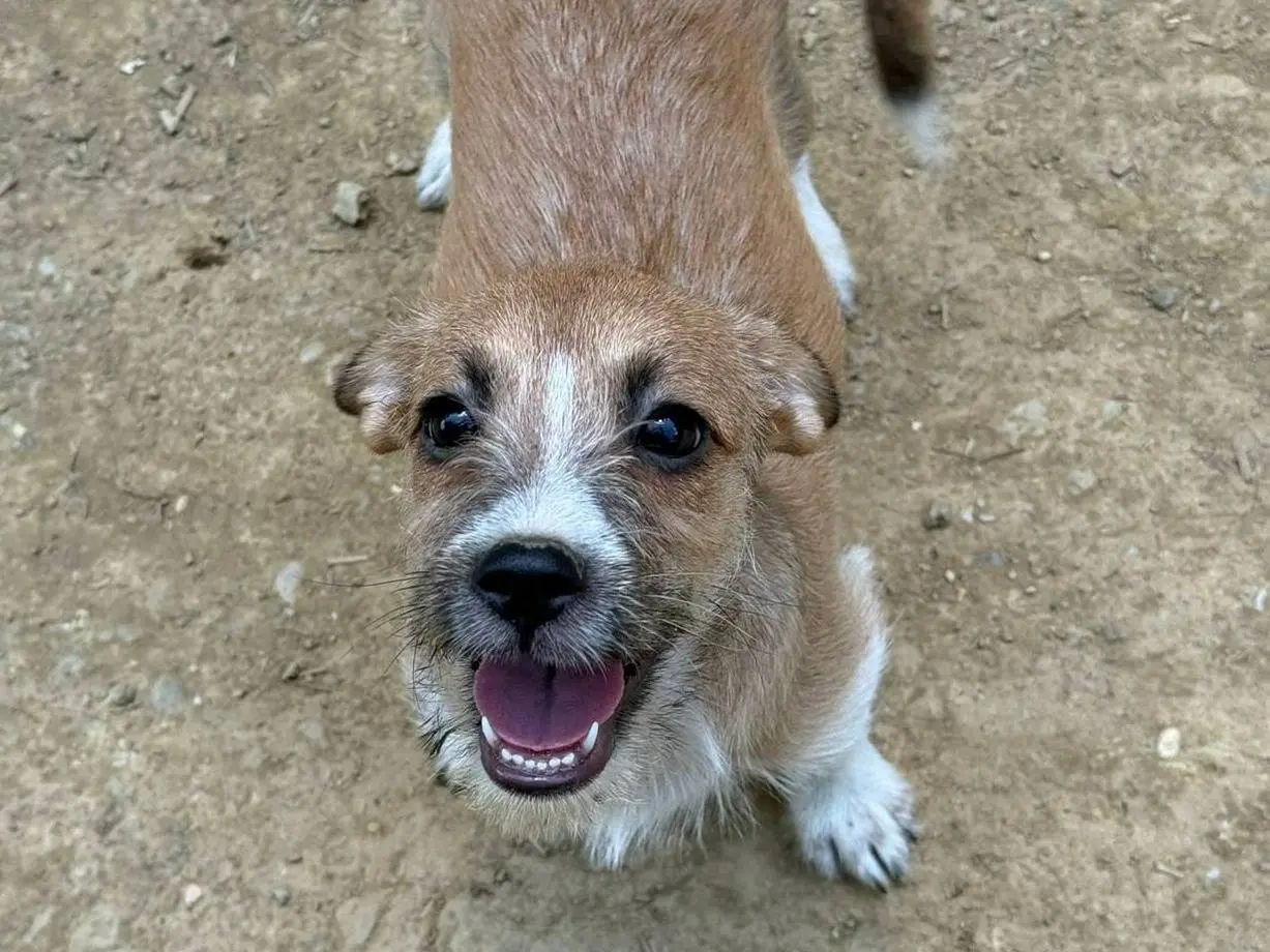 Vuoi adottare un cane a Firenze?