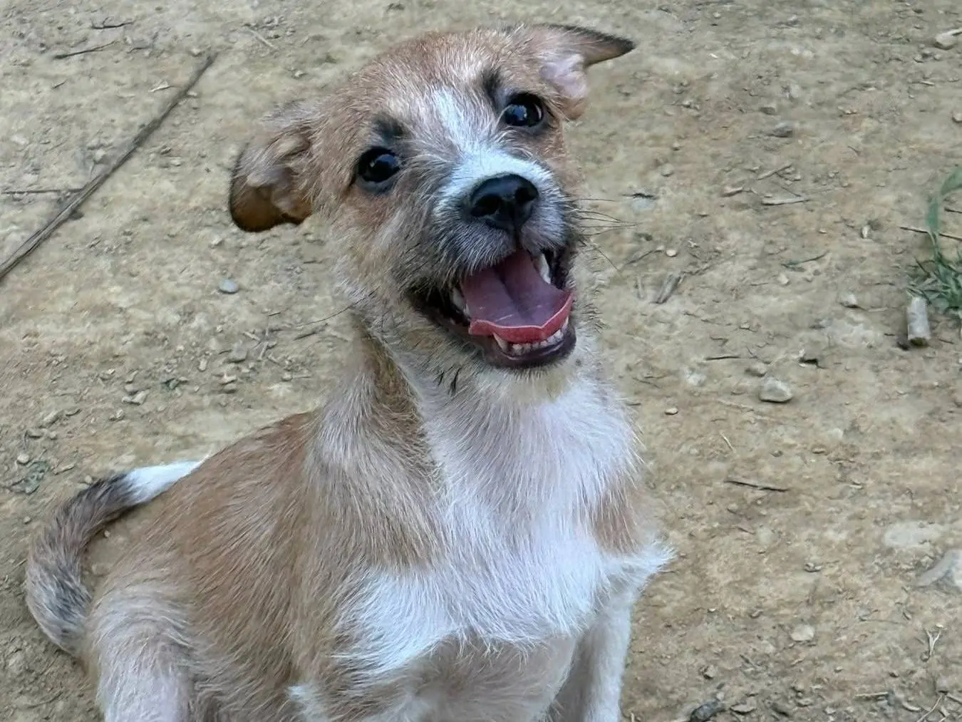 Adotta un cane, femmina, 6 mesi, Firenze