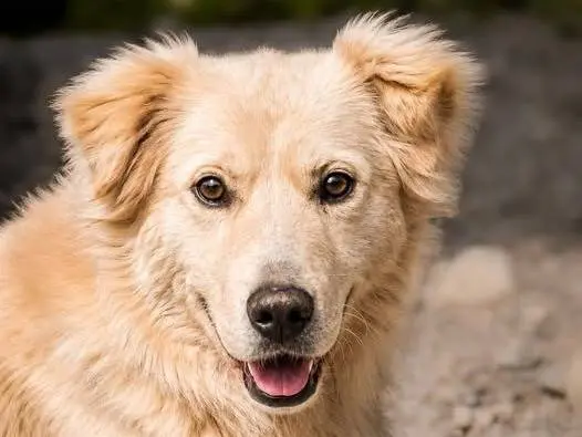 Adozione cane, maschio, Razza sconosciuta Razza sconosciuta, 5 anni e 2 mesi, taglia media, Crotone