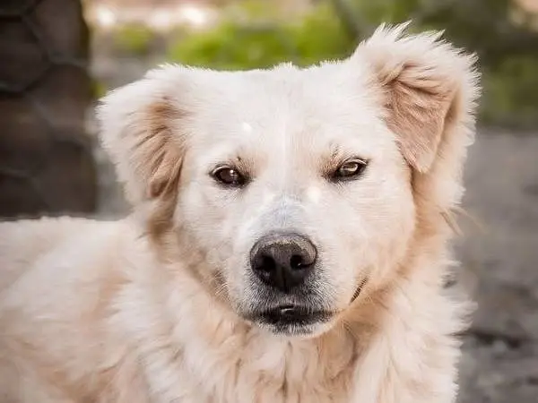 Adotta un cane, maschio, 5 anni e 2 mesi, Crotone