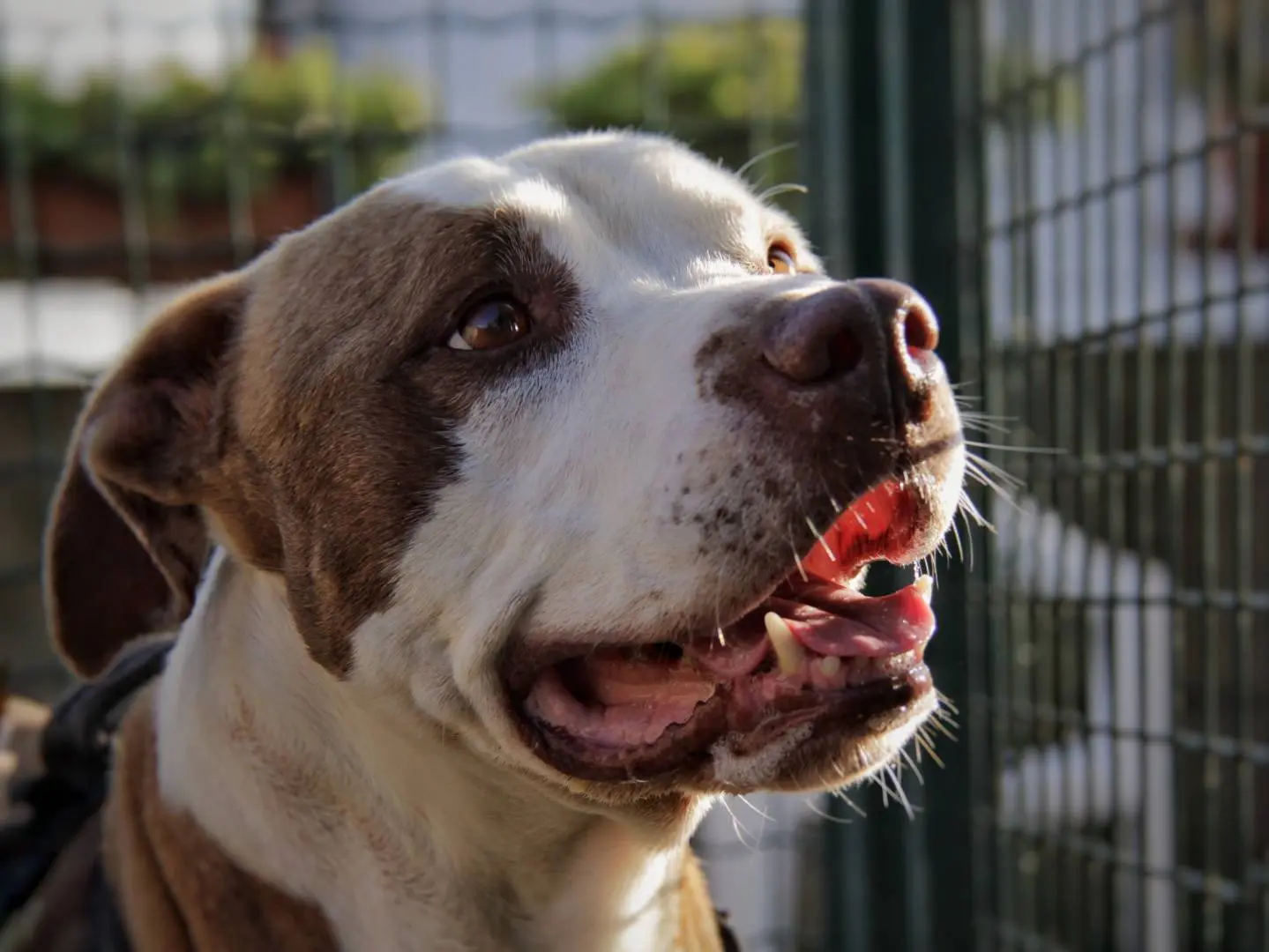 Adozione cane, maschio, Razza sconosciuta Razza sconosciuta, 10 anni e 8 mesi, taglia media, Lodi