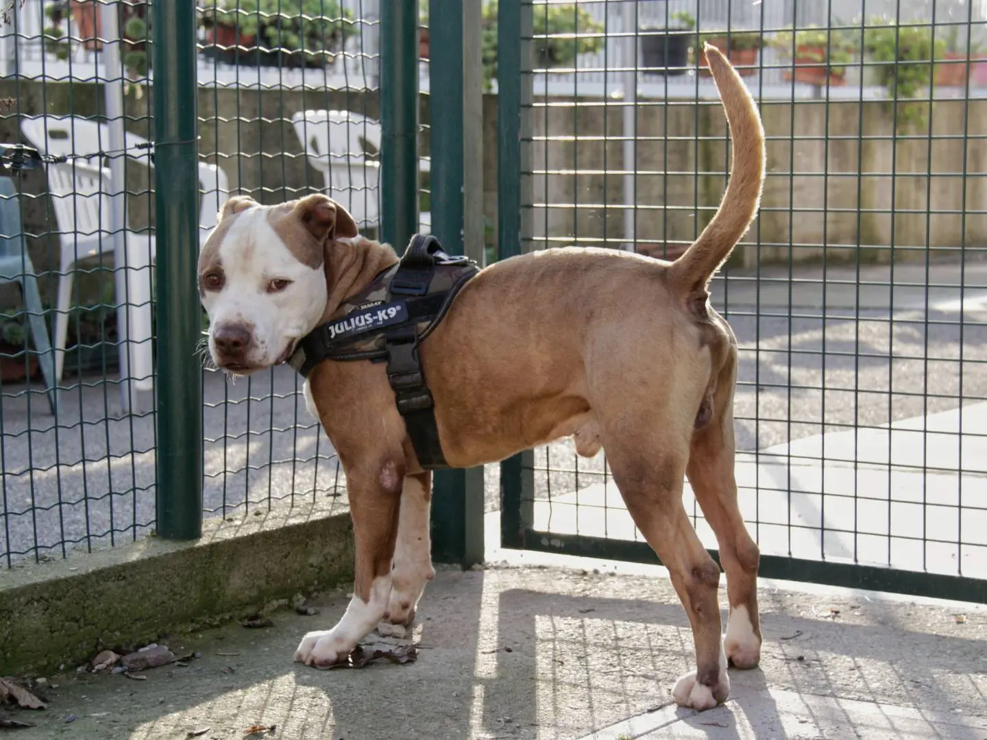 Adotta un cane, maschio, 10 anni e 8 mesi, Lodi
