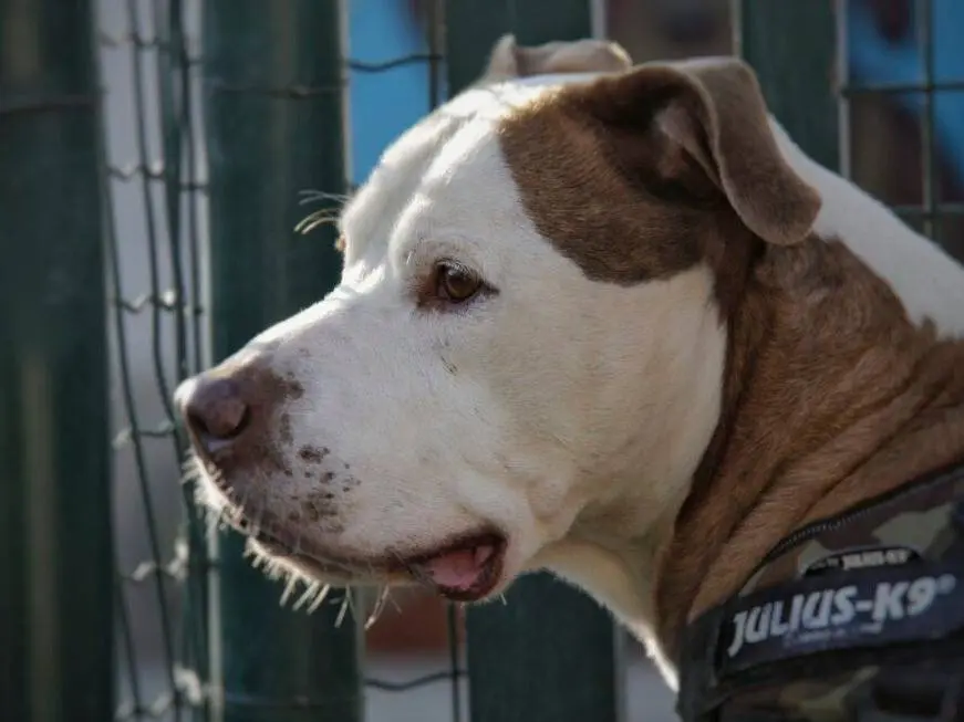 Adotta un cane, taglia media, maschio, Lodi