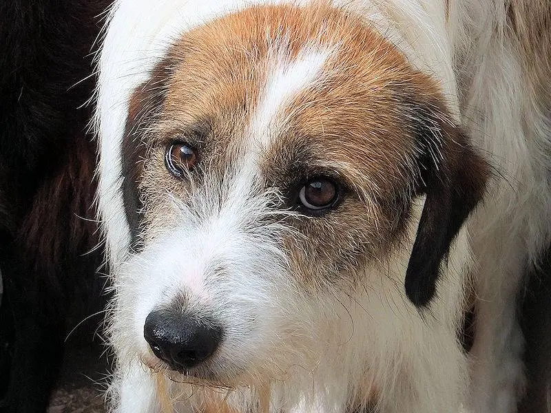 Adotta un cane, maschio, 8 anni e 3 mesi, Frosinone