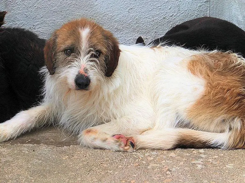 Adotta il cane GINNY a Frosinone