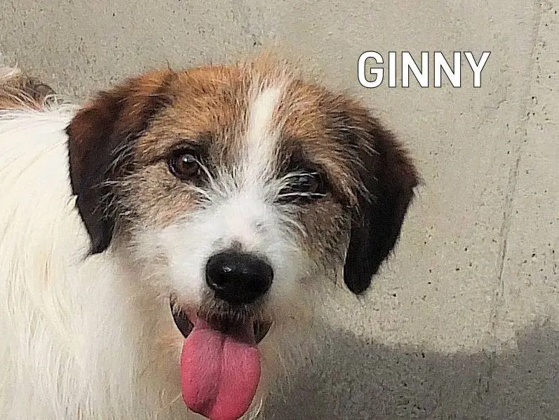 Adozione cane, maschio, Spinone Razza sconosciuta, 8 anni e 3 mesi, taglia media, Frosinone
