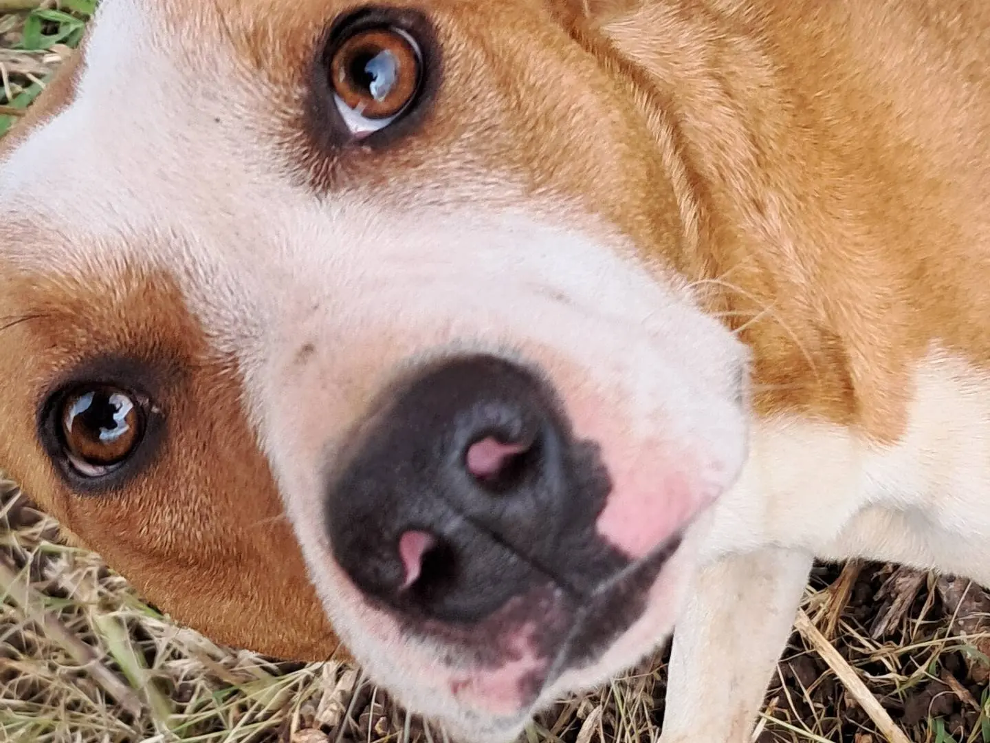 Adotta il cane Giulio a Agrigento