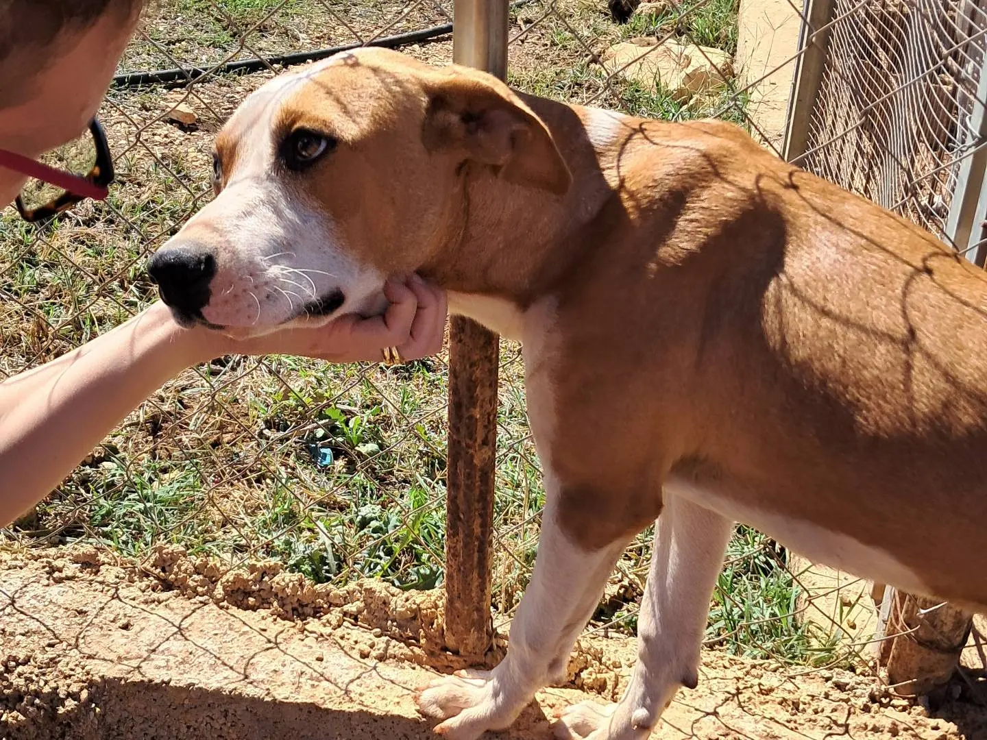 Adotta un cane, maschio, 1 anno e 6 mesi, Agrigento