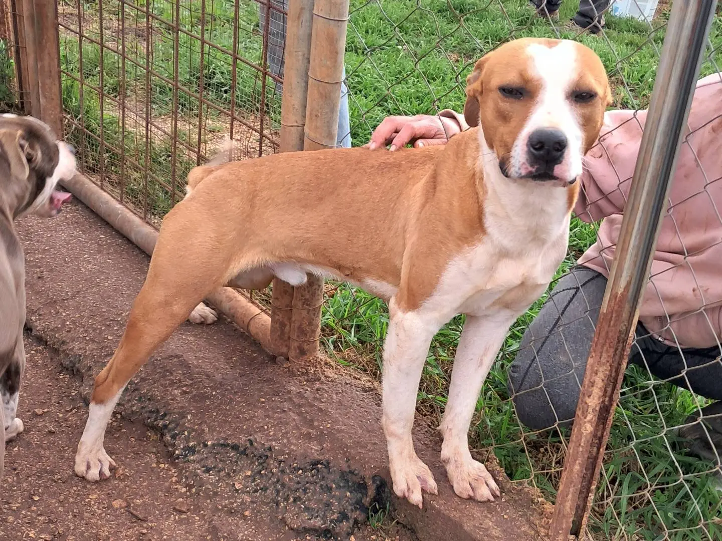 Adotta un cane, taglia media, maschio, Agrigento