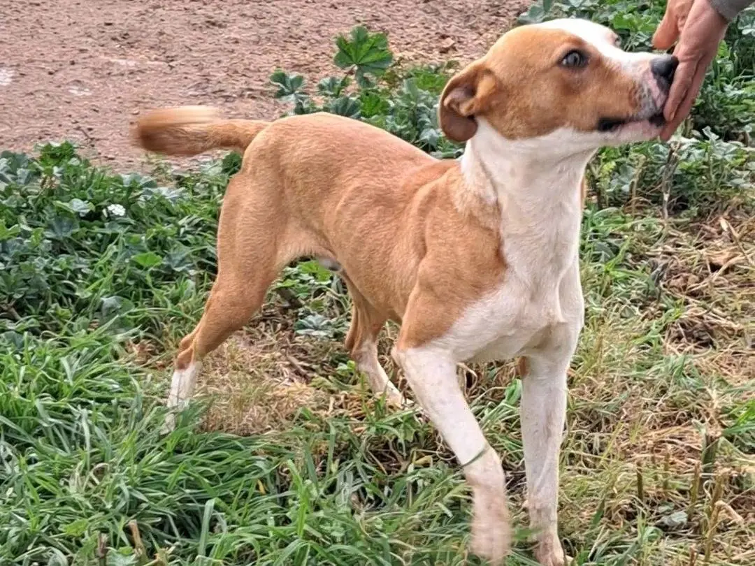 Vuoi adottare un cane a Agrigento?