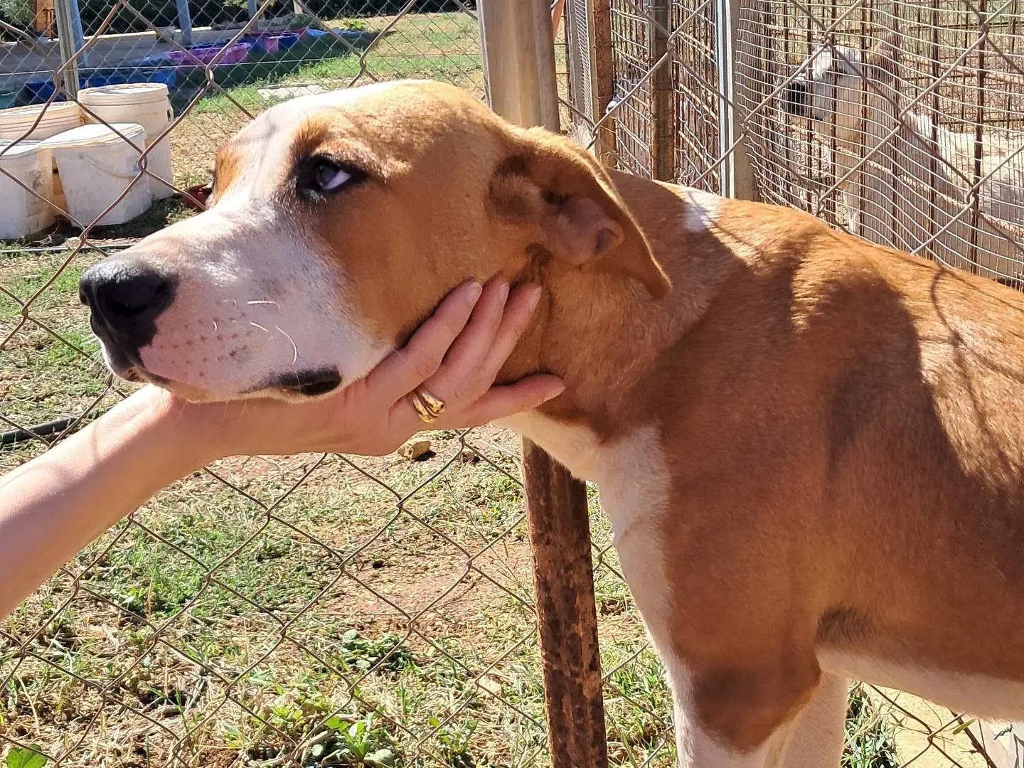 Adozione cane, maschio, Pitbull Razza sconosciuta, 1 anno e 6 mesi, taglia media, Agrigento