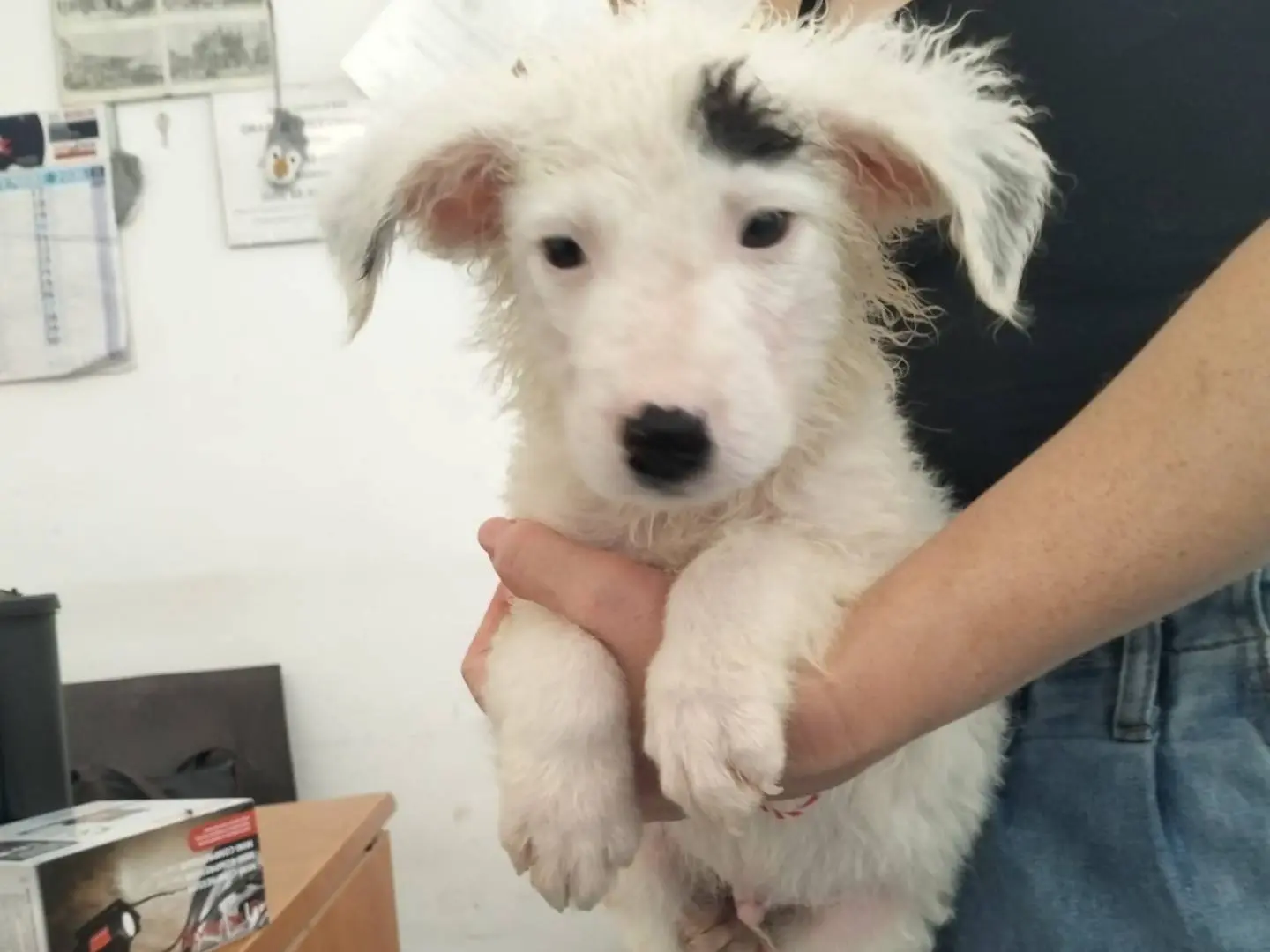 Adotta un cane, maschio, 3 mesi, Siracusa