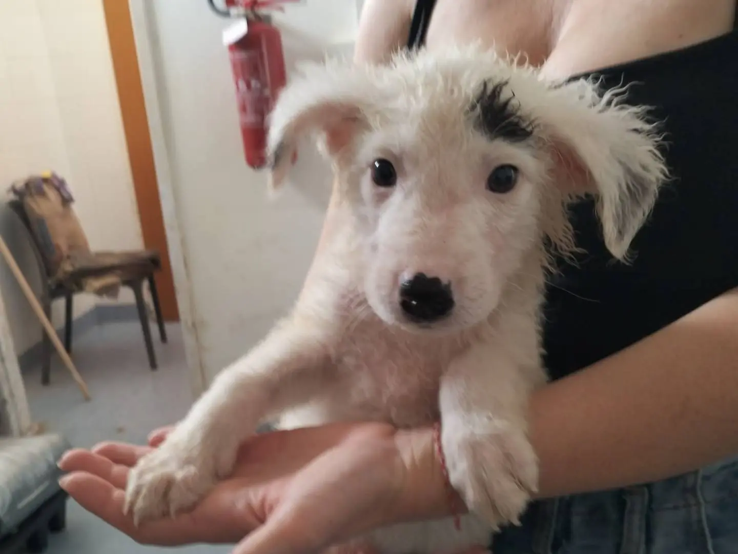 Adozione cane, maschio, Razza sconosciuta Razza sconosciuta, 3 mesi, taglia media, Siracusa