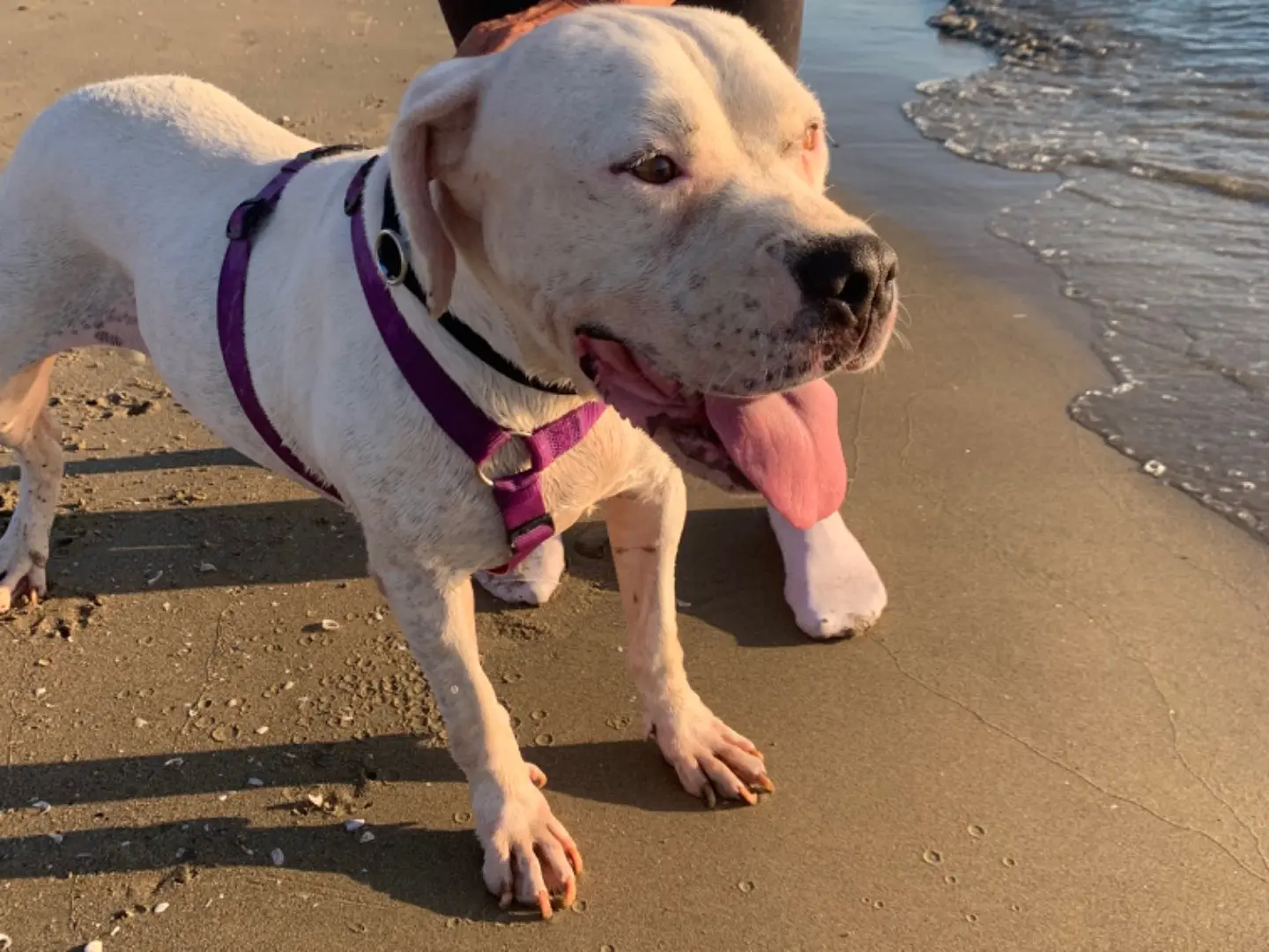 Adotta un cane, femmina, 5 anni e 4 mesi, Napoli