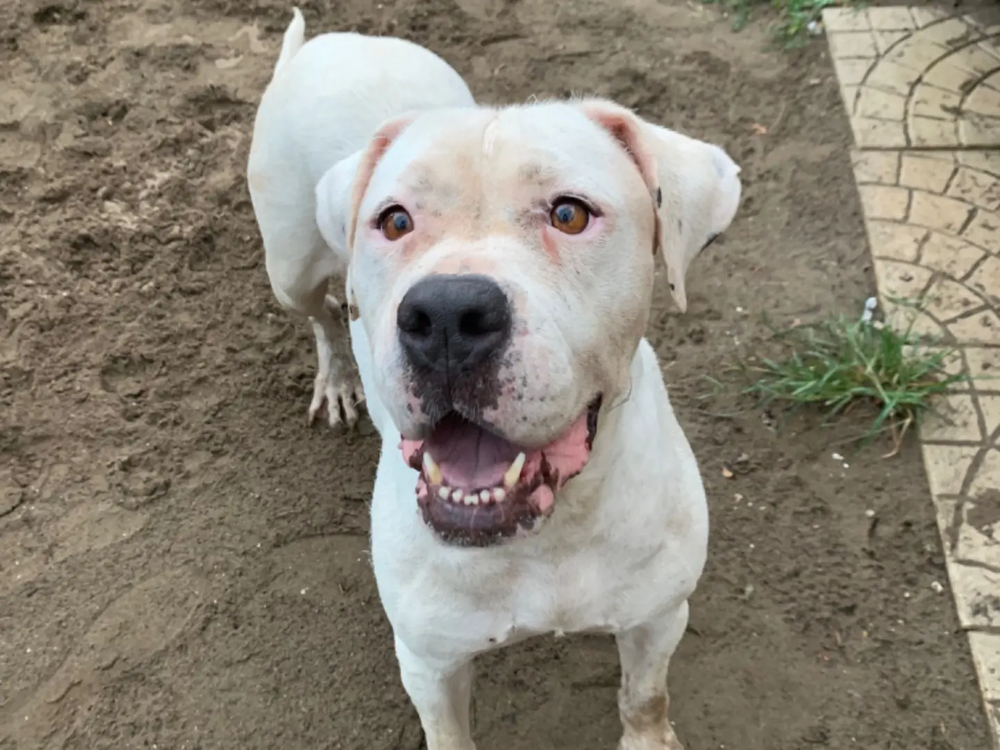 Adozione cane, femmina, Dogo Argentino Razza sconosciuta, 5 anni e 4 mesi, taglia grande, Napoli