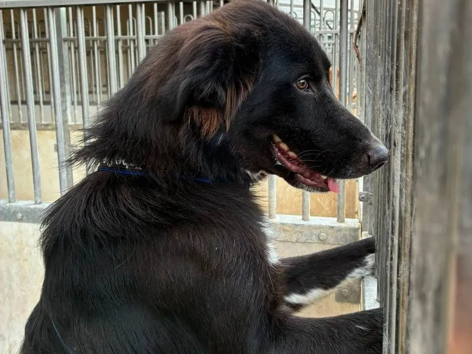 Adotta un cane, maschio, 1 anno e 3 mesi, Bergamo