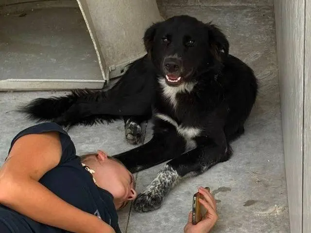 Vuoi adottare un cane a Bergamo?
