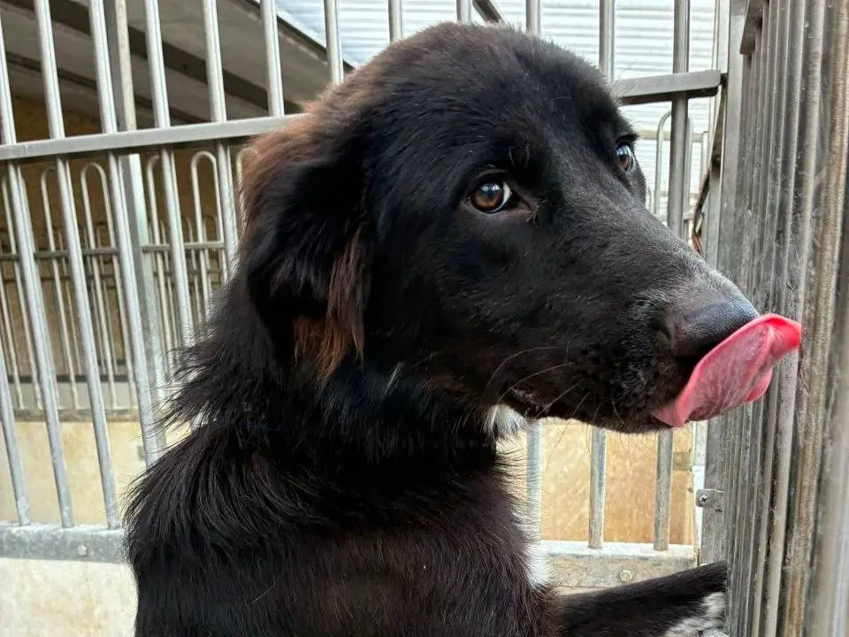 Adozione cane, maschio, Razza sconosciuta Razza sconosciuta, 1 anno e 3 mesi, taglia media, Bergamo