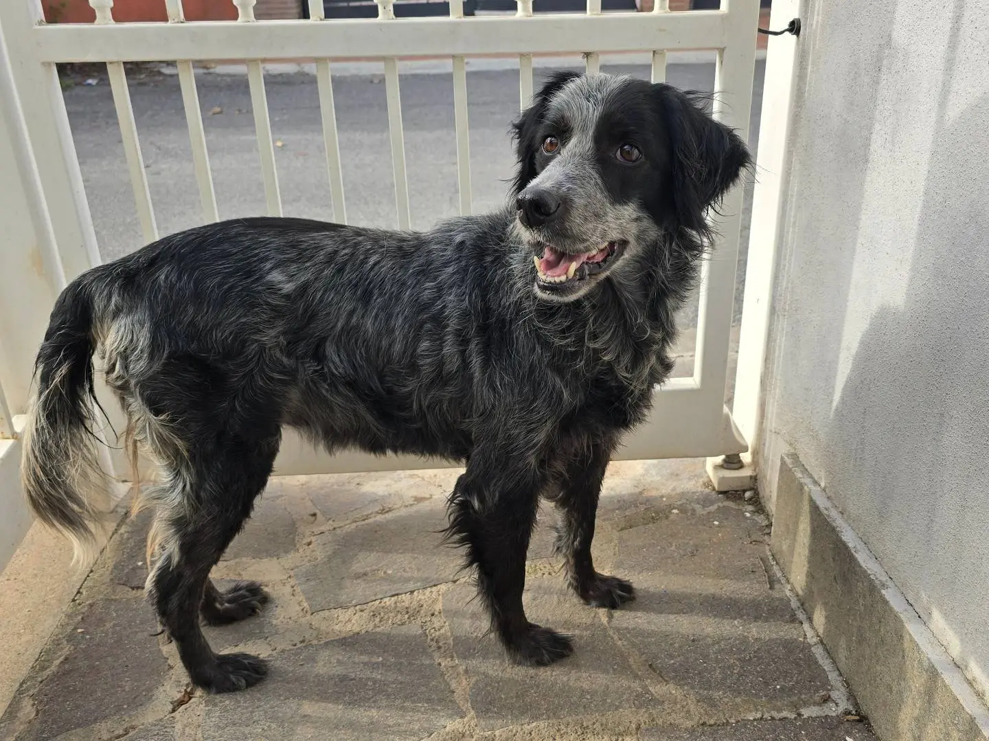 Adotta un cane, femmina, 10 anni e 9 mesi, Roma