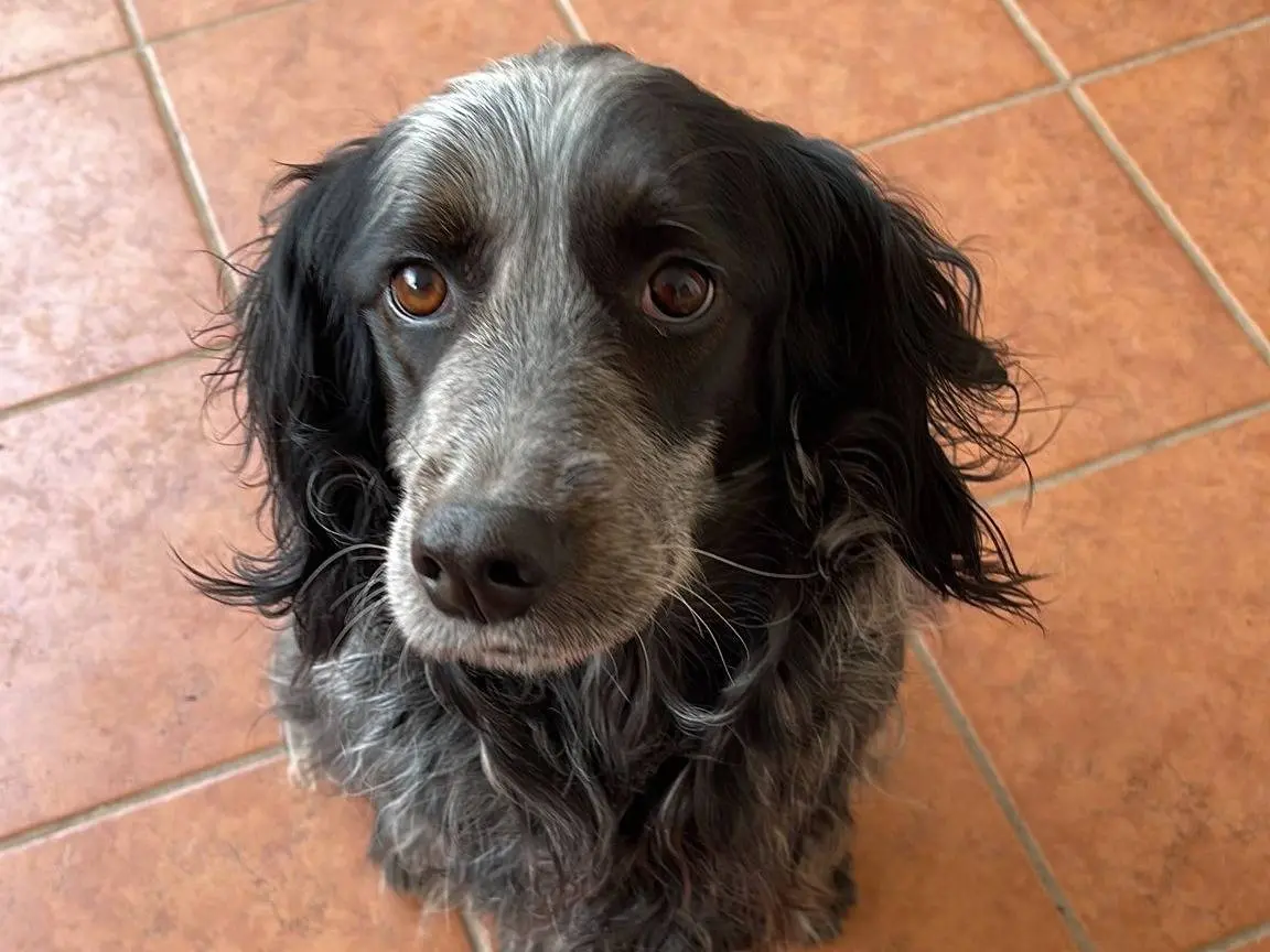 Adozione cane, femmina, Razza sconosciuta Razza sconosciuta, 10 anni e 9 mesi, taglia media, Roma