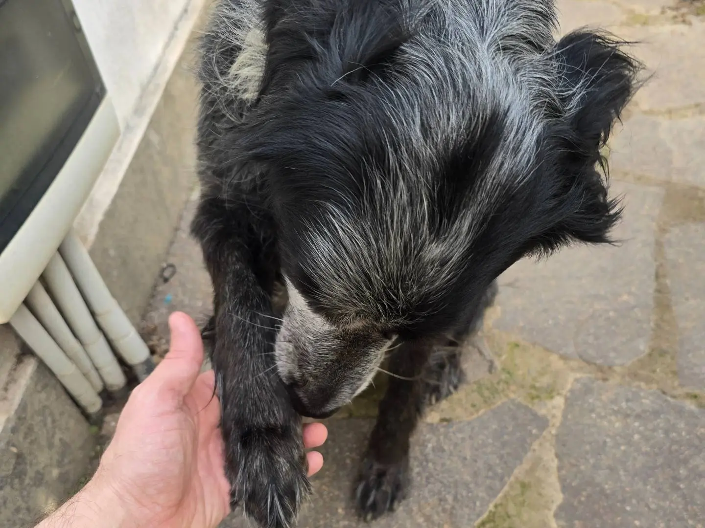 Adotta il cane Sami a Roma