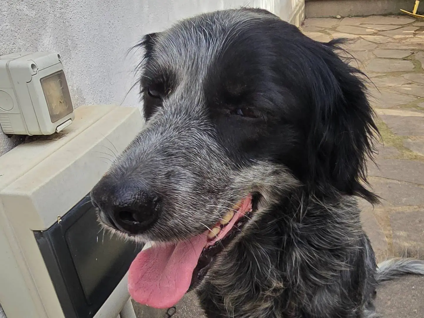 Vuoi adottare un cane a Roma?