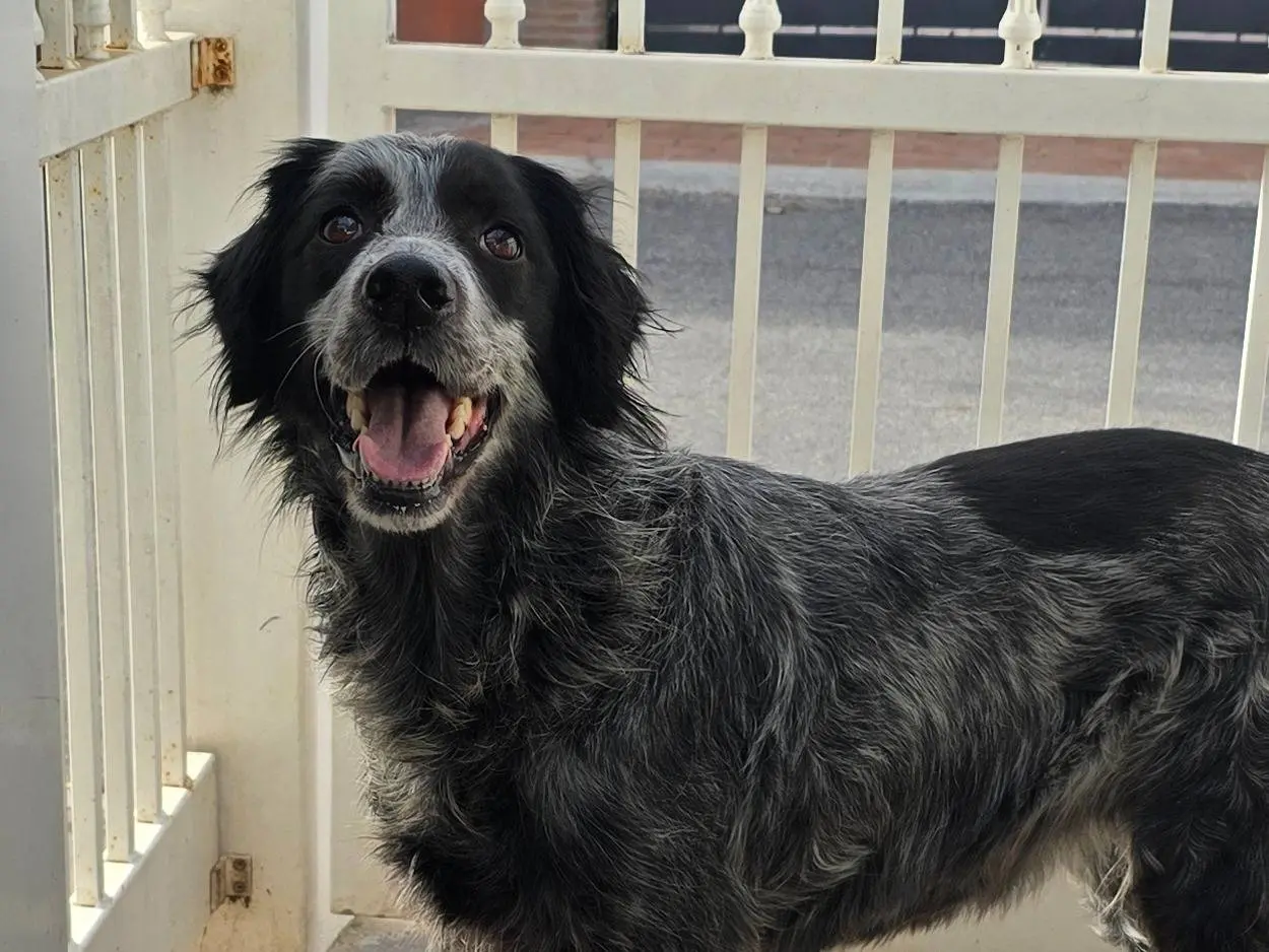 Adotta un cane, taglia media, femmina, Roma