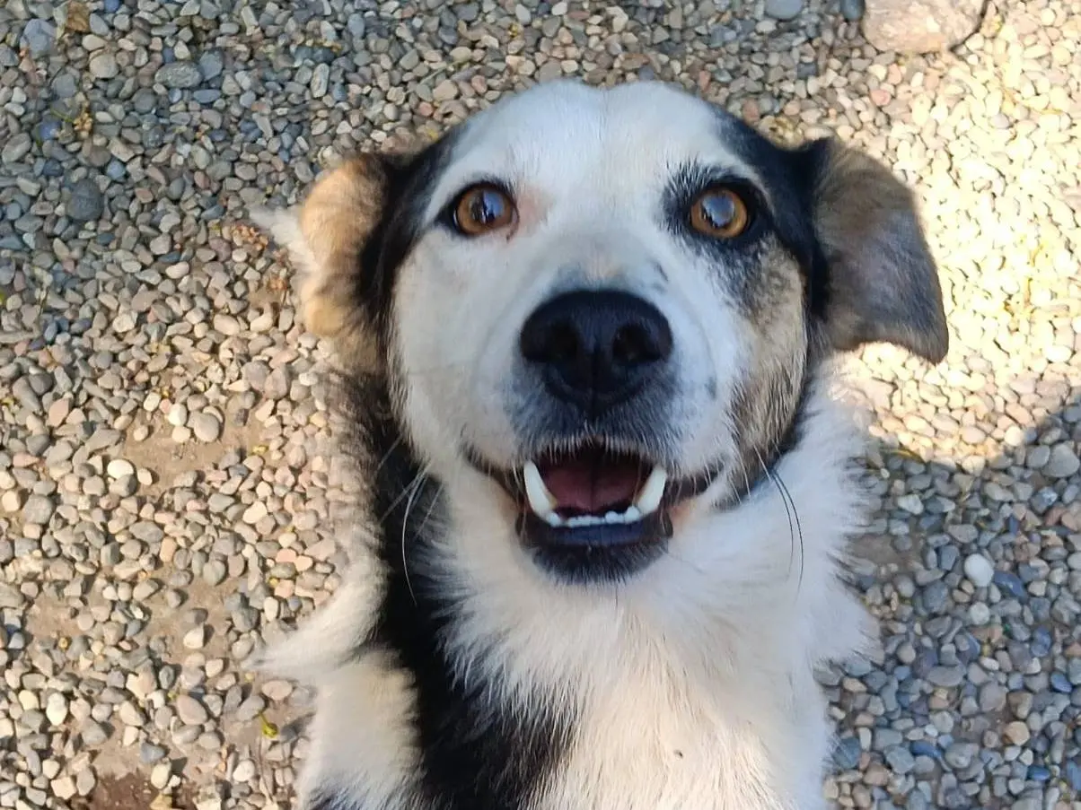 Adotta un cane, maschio, 2 anni e 7 mesi, Varese
