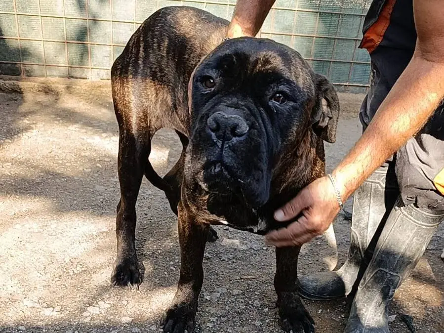Adotta il cane Falco a Palermo