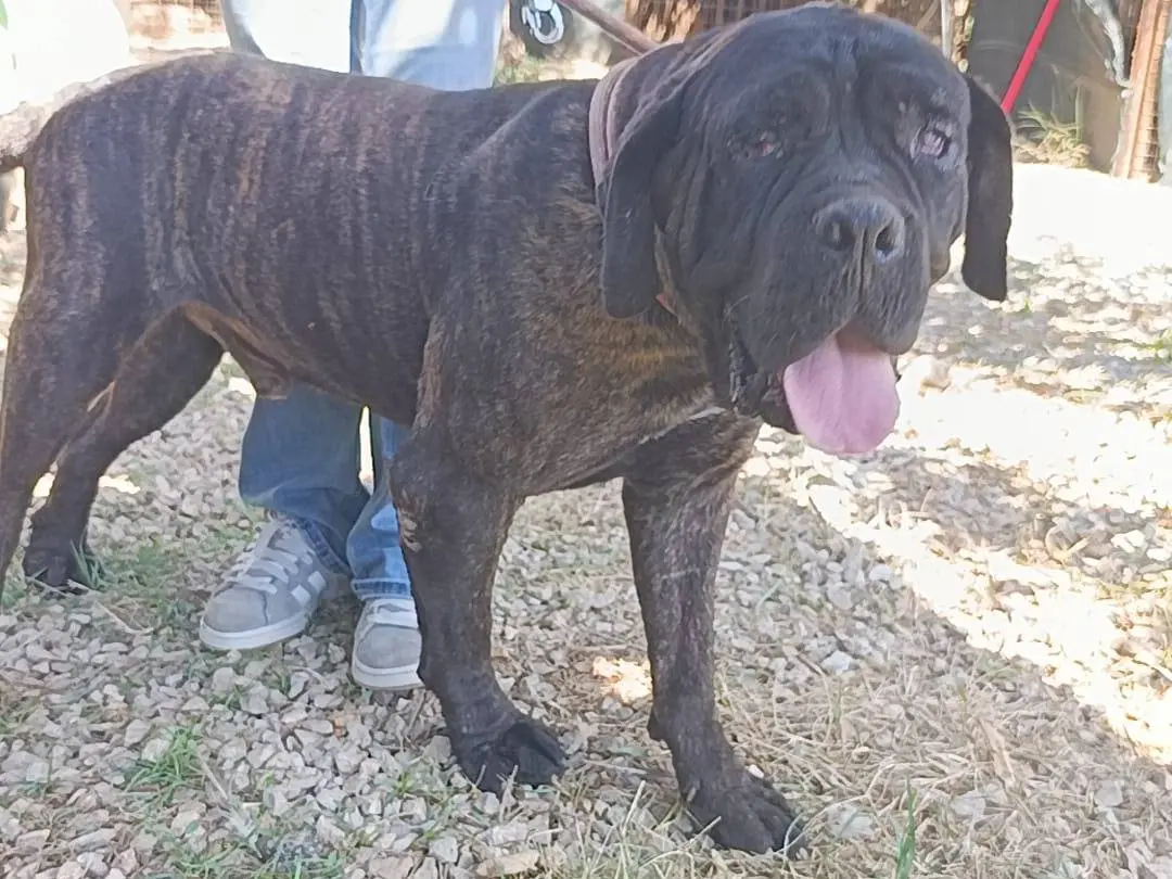 Adotta un cane, taglia gigante, maschio, Palermo