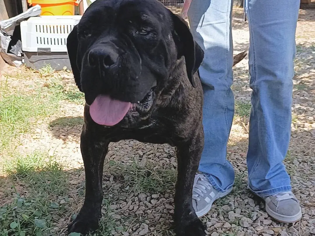 Adotta un cane, maschio, 8 anni e 8 mesi, Palermo
