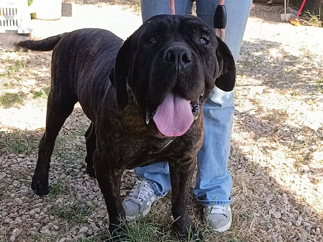 Adozione cane, maschio, Corso Razza sconosciuta, 8 anni e 8 mesi, taglia gigante, Palermo