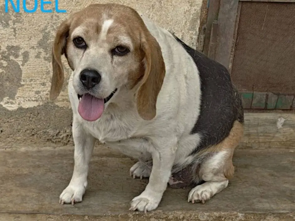 Adotta un cane, taglia media, femmina, Cosenza
